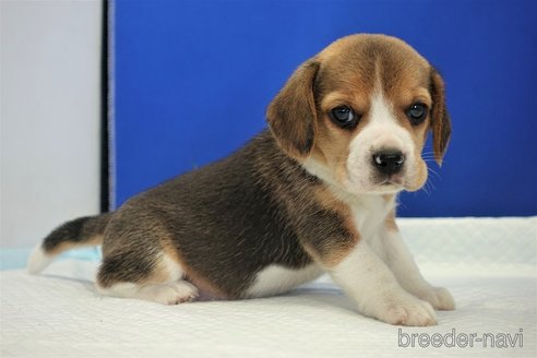 成約済の愛知県のビーグル-245409の8枚目